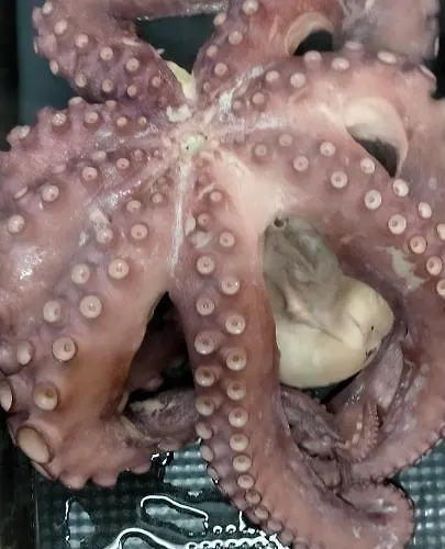 Santa Barbara Vandrarhem